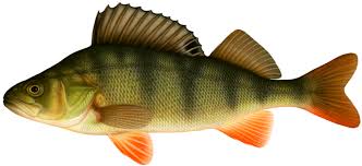 Bild på en fisk