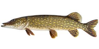 Bild på en fisk