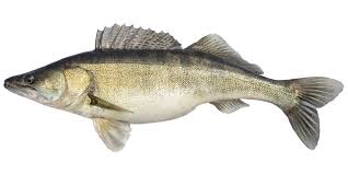 Bild på en fisk